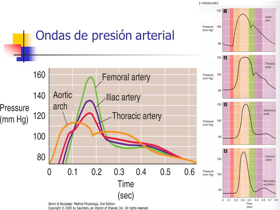 Onda de la presión arterial